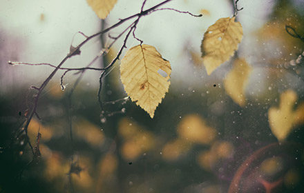 Nullam cursus lacinia erat