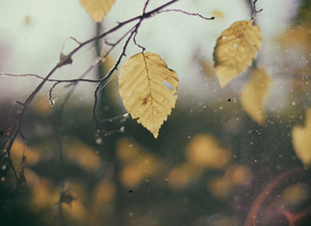 Nullam cursus lacinia erat