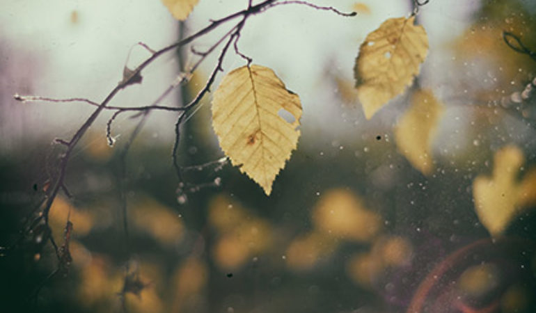 Nullam cursus lacinia erat